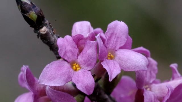 Волчье лыко осенью. Wolf's bast in autumn смотреть онлайн