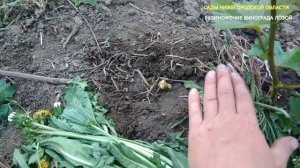 Размножение винограда лозой.Размножение винограда прикопом