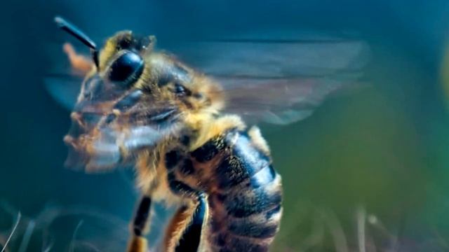 Польза пчелиного яда. Противопоказания - кому не стоит смотреть онлайн