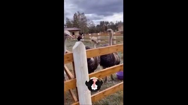 Смешные страусы / Приколы со страусами