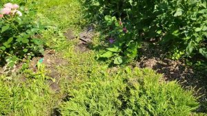 Всем доброго утра !!!🌹🌹🌹Распустился Чандос Бьюти и Лё рози де ля Мемуар🌹( звук плохой🙏)