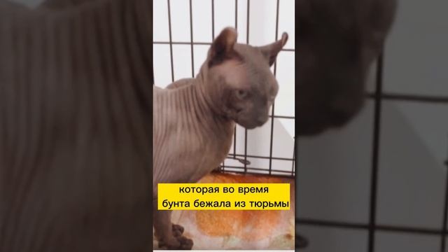 Кот сфинкс отсидел в тюрьме.Хороший подкаст. #podcast #добро #новости #news #познавательноевидео смотреть онлайн