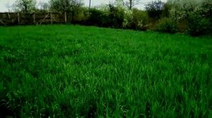 Рожь как сидерат , стоит или нет сеять её на приусадебном участке