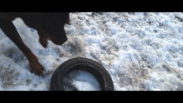 Лектор соскучился по Праде . Джорж не хочет гулять ! Ротвейлер Чихуахуа смотреть онлайн