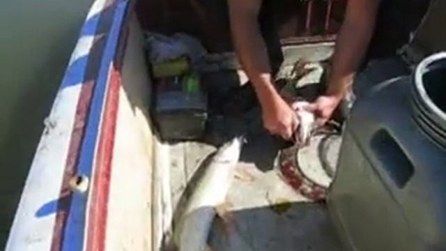 Рыбалка в Сибири, Fishing, Сузунская рыбалка. смотреть онлайн