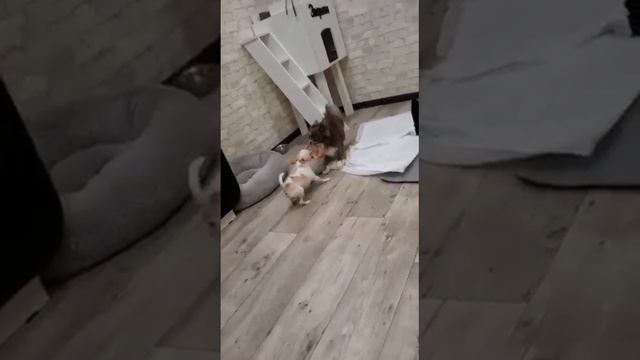 настоящий мини и крупный стандарт Лёми, привет из Орла от выпускника питомника чихуахуа Кастропуло смотреть онлайн