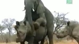 zhest slon trahnul nosaroga