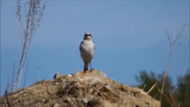 Northern Wheatear Каменка обыкновенная /самец/ и его песня смотреть онлайн