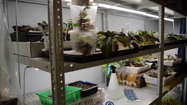 Стеллажи для рассады с подсветкой смотреть онлайн