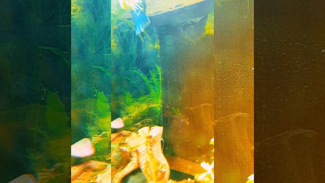 Синяя пара петушков нерестится в аквасе с анциструсиками. смотреть онлайн