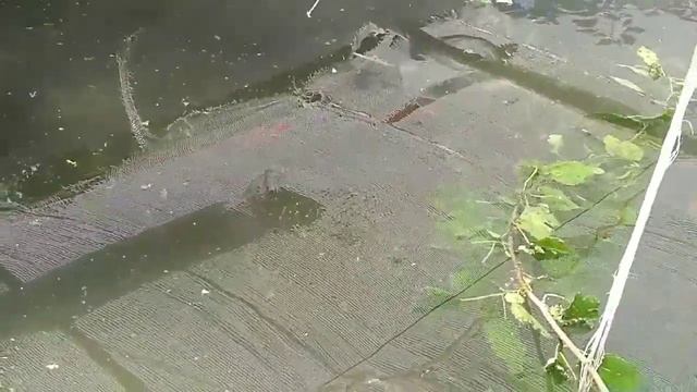 Аквариум балигини бокиш.Размножение аквариумных рыб. Breeding of aquarium fish смотреть онлайн