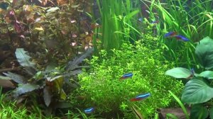 Газированная питьевая вода  в аквариуме