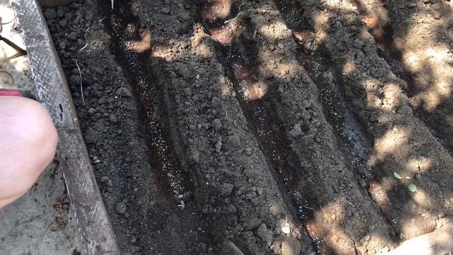 Гарантия 100% всходов моркови смотреть онлайн