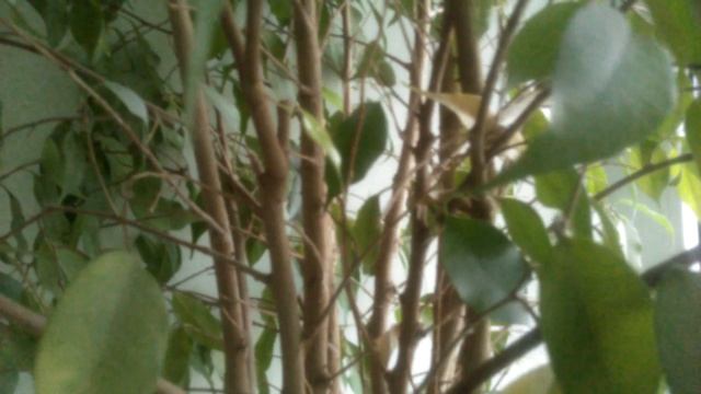 Комнатные цветы/Фикус Бенджамина новые листья/декабрь смотреть онлайн