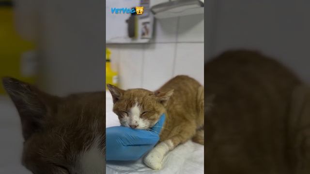 Страшная травма, кота не хотят лечить ?