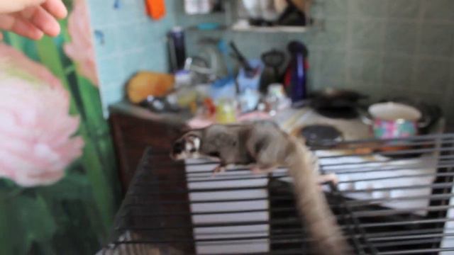 Сахарный Поссум смотреть онлайн