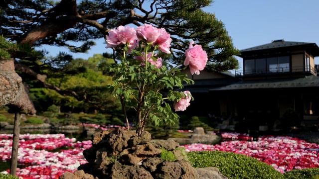 09. Премиум коллекция, "Shimane sedai" (Эра благоденствия) смотреть онлайн