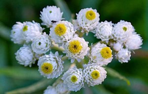 Анафалис РЕЛАКС АРТ-ТЕРАПИЯ ВАЛЬС ИМПРОВИЗАЦИЯ композитор Виктор Анохин #музыка #instrumental #цветы