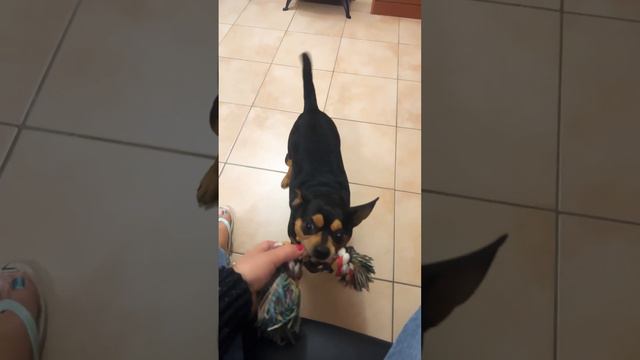 МОЙ УПРЯМЫЙ ПЕС!! смотреть онлайн