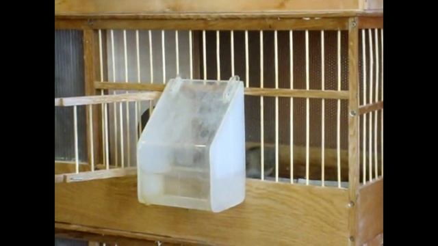 птицы дома смотреть онлайн