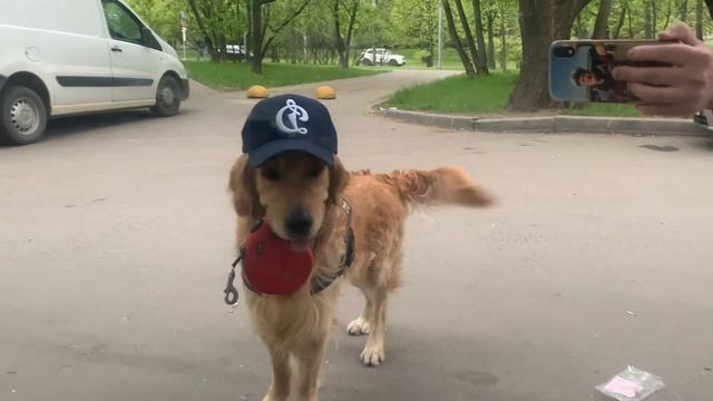 Золотистый ретривер Макс смотреть онлайн