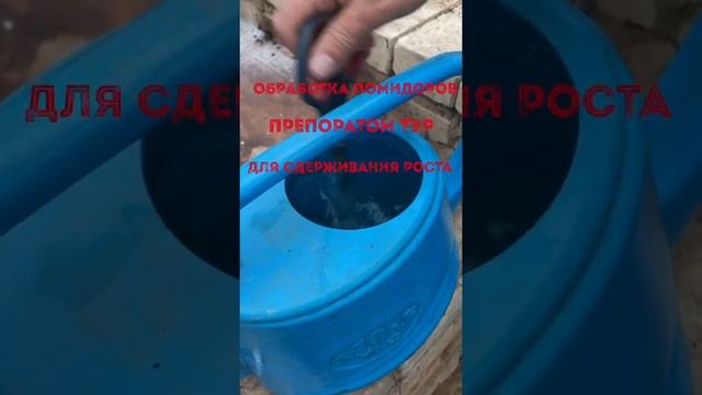 Обработка помидоров препаратом ТУР смотреть онлайн