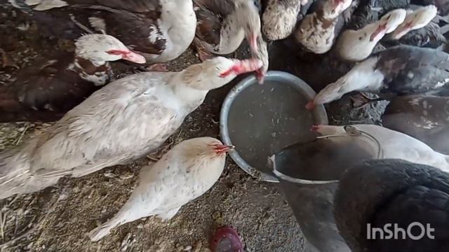 Кормление кур и уток зимой ? смотреть онлайн