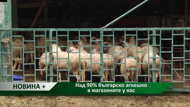 Новина плюс: Над 90% българско агнешко в магазините у нас, автор: Камелия Карадочева смотреть онлайн