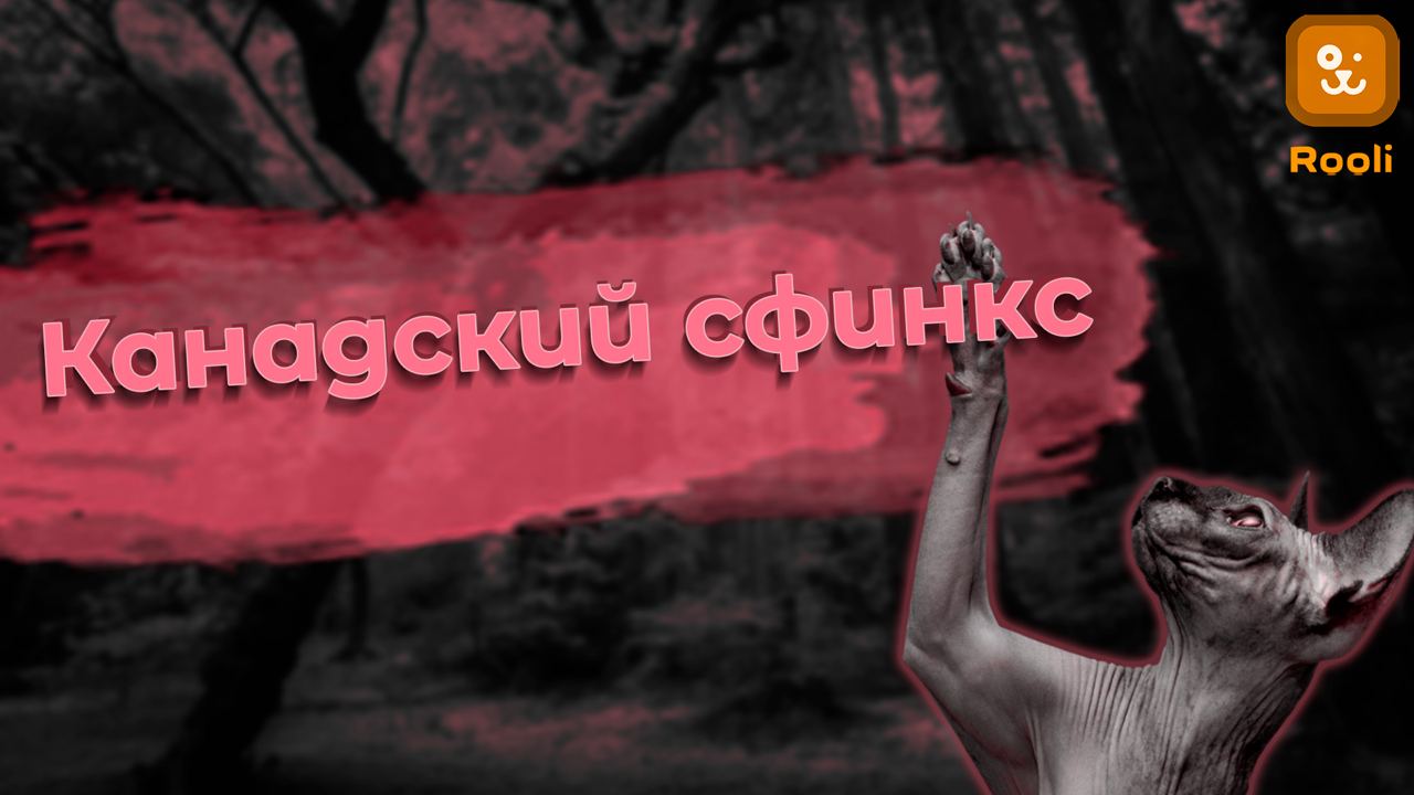 Канадский сфинкс смотреть онлайн
