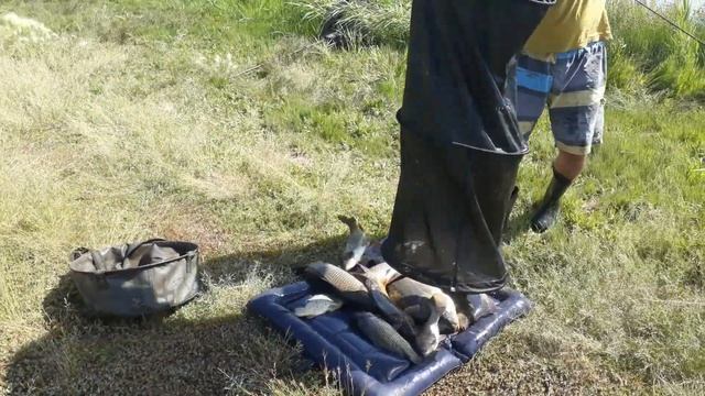 пруд Черноморец 16.06.19г. Улов рыбака смотреть онлайн