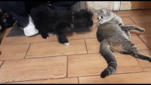 Как Изюм(Арчи) добрался до дома | Видео сделали сами хозяева? смотреть онлайн