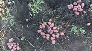 сорт картошки МИШКА... картинка. И сорт ИМПАЛА