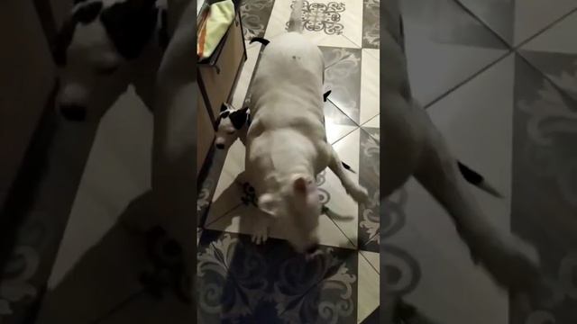 Щенки от мамы требуют внимания))) Продажа щенков. Ссылка в описании. смотреть онлайн