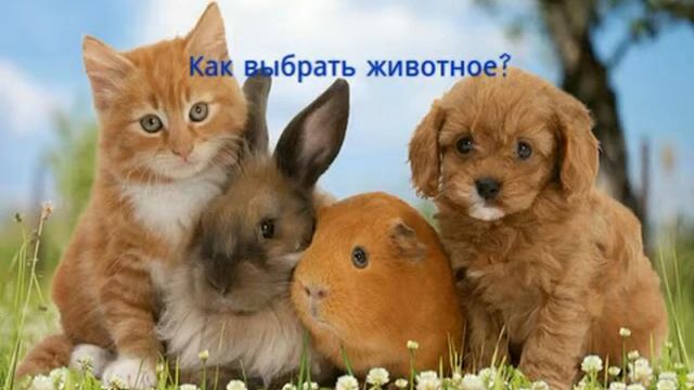 Как выбрать животное? смотреть онлайн