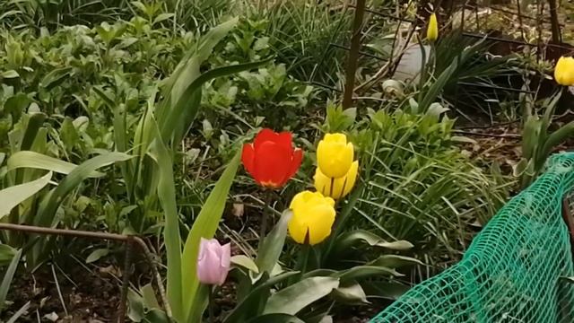 ТУАПСИНСКАЯ ВЕСНА.. ЦВЕТУЩАЯ СЛИВА, ТЮЛЬПАНЫ, БАРВИНОК И КУСТЫ ЖЁЛТОЙ ФОРЗИЦИИ.. смотреть онлайн