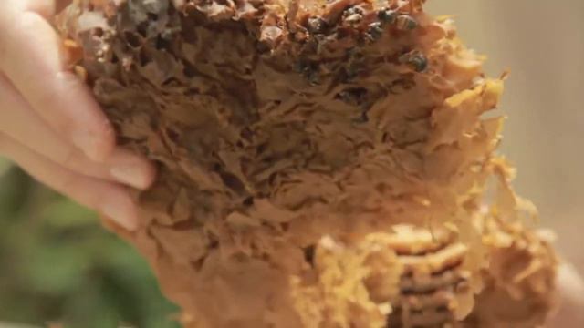 Transferência de enxame de Jataí - Meliponicultura Botucatu смотреть онлайн