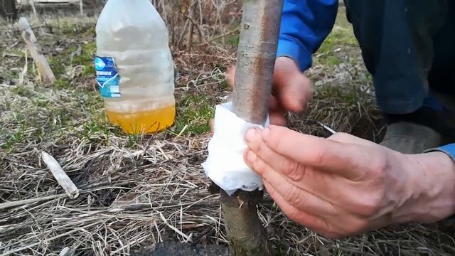 Муравей не пройдёт и тлю не принесёт. смотреть онлайн