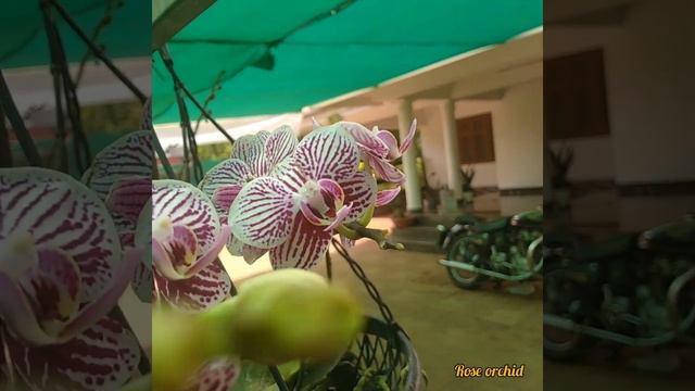 PHALAENOPSIS dark violet line смотреть онлайн