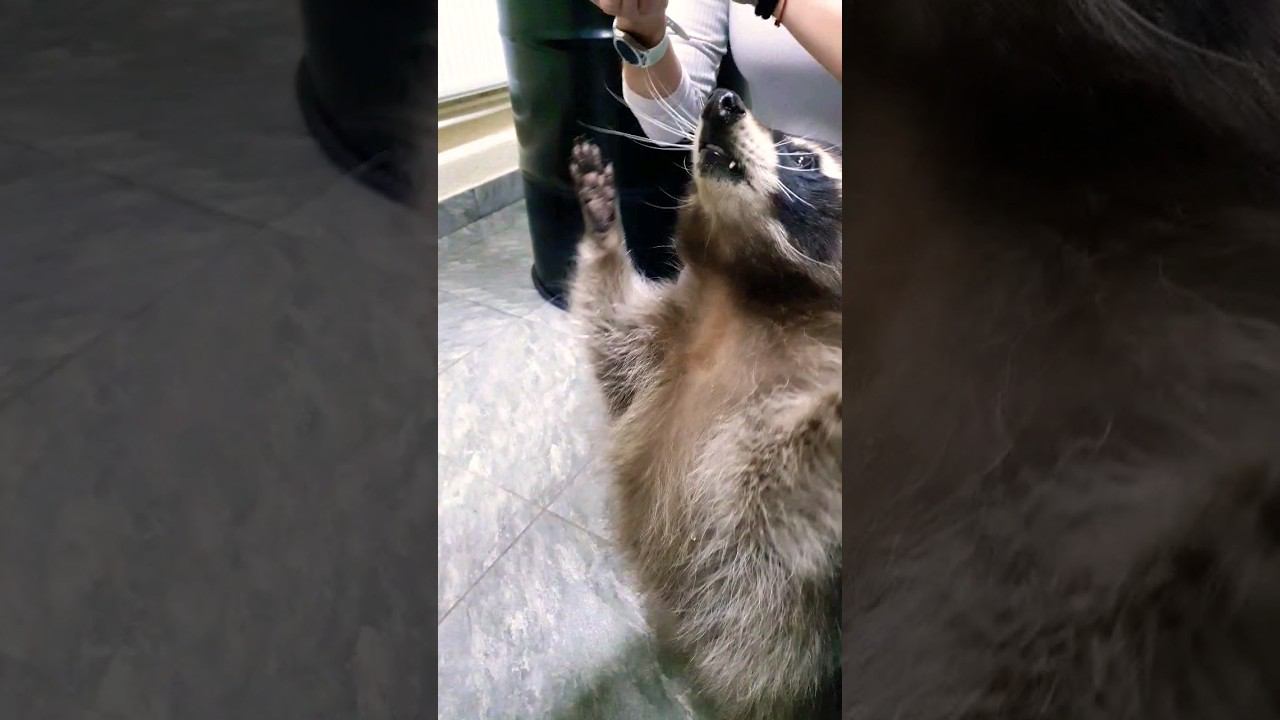 ▷Енотик милашка◁ смотреть онлайн