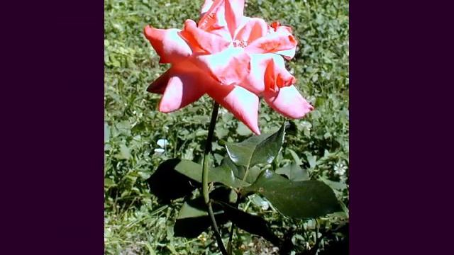 Розы Болгарии смотреть онлайн