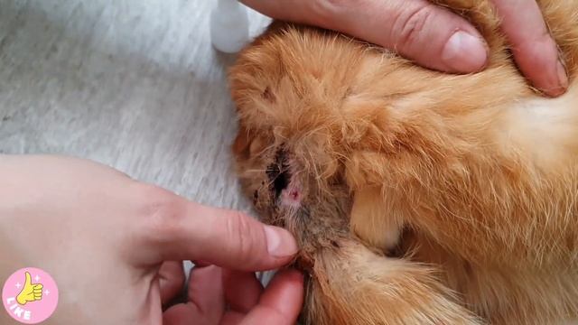 ЭТОГО КОТА БРОСИЛИ УМИРАТЬ НА ДАЧЕ, в результате коту прокусили хвост собаки, чуть не замерз зимой! смотреть онлайн