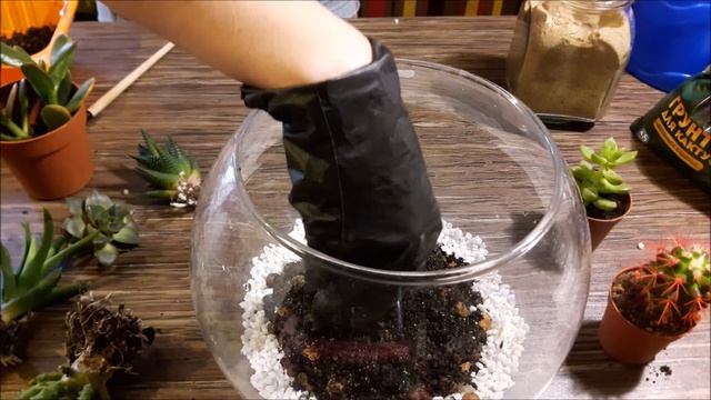 Флорариум дома #кактусы и #суккуленты/cactus succulent #decor смотреть онлайн