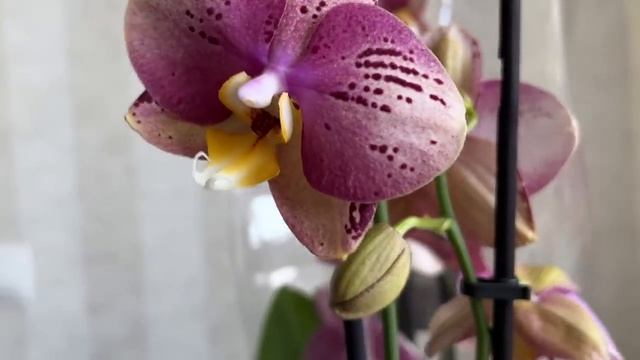 Приехали редчайшие орхидеи ... Тулон, Пиниф, Тоши, Интрига, Фабрики , Наранья ... смотреть онлайн