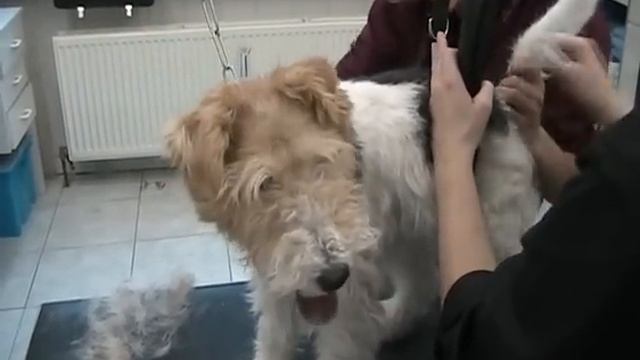 grooming a fox terrier.wmv смотреть онлайн