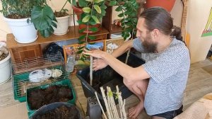 Правильная Пересадка Черенков Пирамидального Тополя в контейнеры :-)