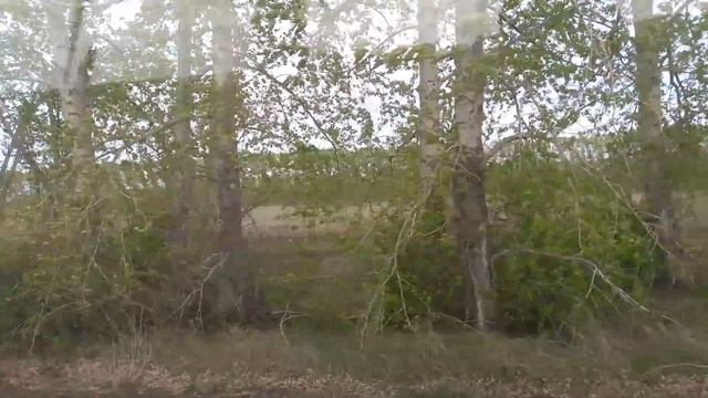 3 день посева!Т 150 прикатывает. смотреть онлайн