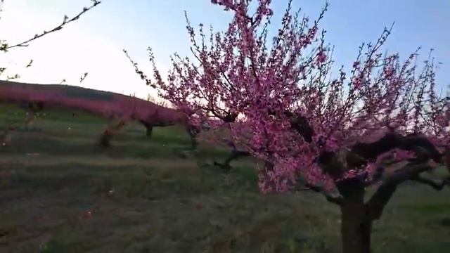 БАХЧИСАРАЙ ЦВЕТУТ ПЕРСИКИ / Крым 2017 смотреть онлайн
