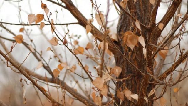 Осени шаги смотреть онлайн