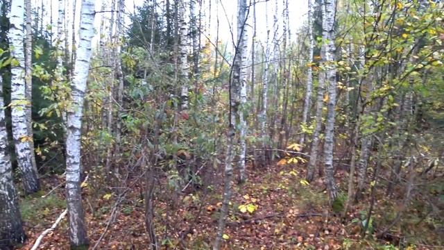 Охота на вальдшнепа с Английким спрингер спаниелем Мегги. 2:0 в пользу шнепа. смотреть онлайн