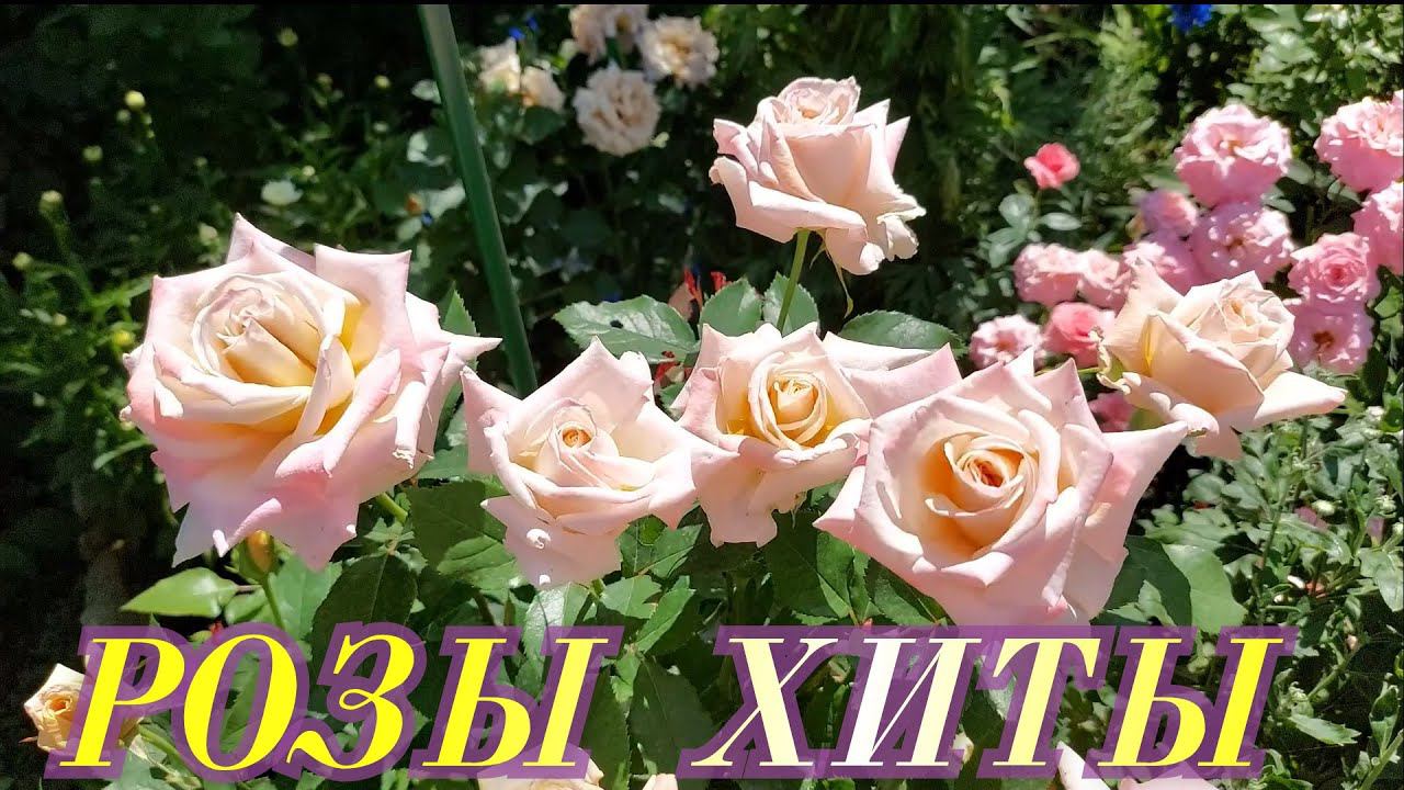 Розы. Хиты в моем саду: роза Крем Карамель, роза Капри, роза Филинг. смотреть онлайн